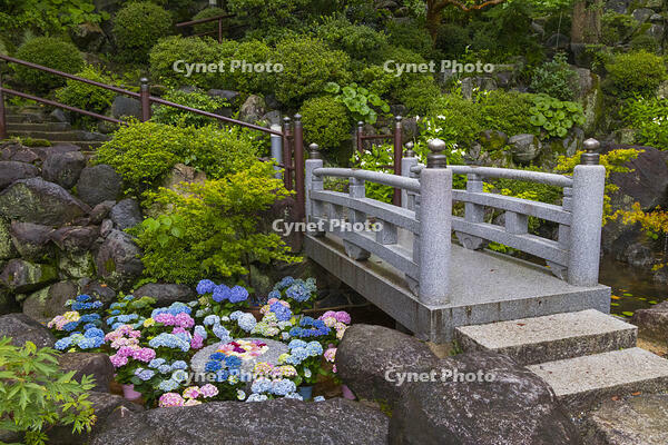 大和観音あぢさゐ回廊　岡寺　華の池 [OKE110019694]