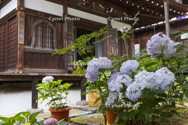 大和観音あぢさゐ回廊　岡寺　開山堂 [OKE110019696]