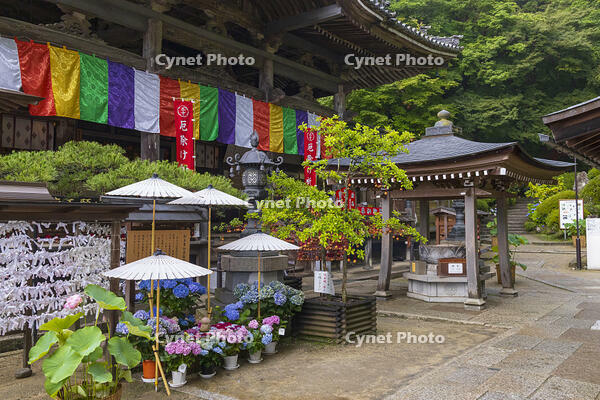 大和観音あぢさゐ回廊　岡寺　本堂 [OKE110019699]