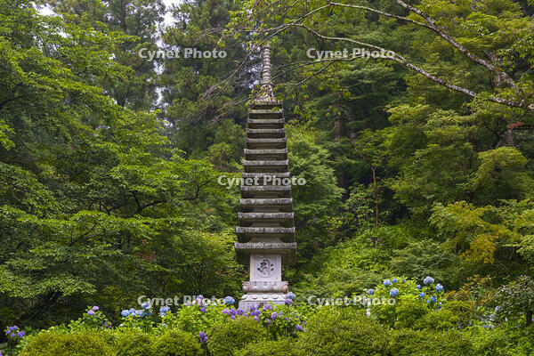 大和観音あぢさゐ回廊　岡寺　十三重石塔 [OKE110019703]