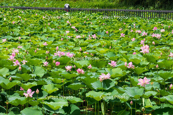 千秋公園（久保田城跡）　大手門の堀のハス [OKE110019974]