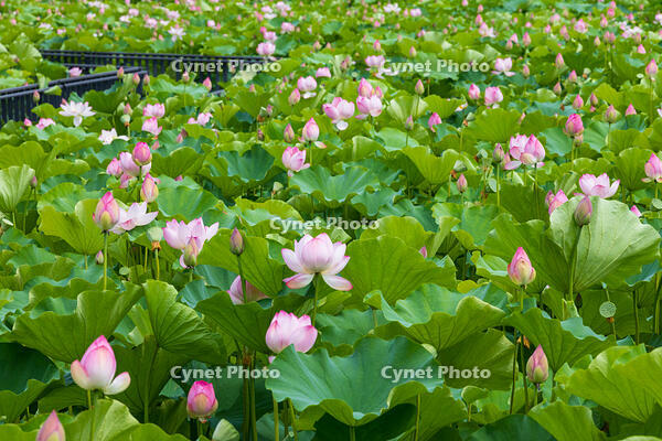 千秋公園（久保田城跡）　大手門の堀のハス [OKE110019975]