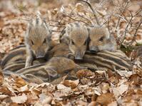 Wild boars (Sus scrofa), shoats warm each other, Germany, Europe [TPG120056300]