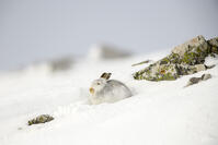 Mountain hare, Lepus timidus, in winter, Scotland [TPG120056302]