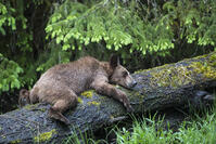 Canada, Khutzeymateen Grizzly Bear Sanctuary, Young grizzly bear [TPG120056303]