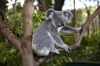 Koala [TPG120056304]