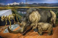 Woolly rhinoceros (Coelodonta antiquitatis) .  [TPG110085044]