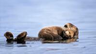 Sea Otter Floating with Newborn Pup on Her Chest [TPG110085079]