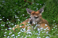Kangaroo resting on grass [TPG110085080]
