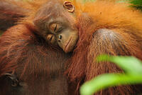 Borneo Orangutan - female with sleeping baby (Pongo pygmaeus). [TPG110085081]