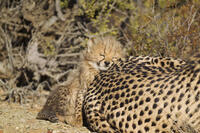 Cheetah - tired 40 days old male cub rests head on its mother (Acinonyx jubatus). Namibia - Africa. [TPG110085082]