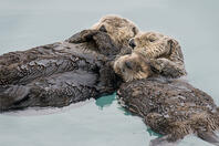 Alaskan / Northern Sea Otter [TPG110085083]