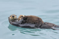 Alaskan / Northern Sea Otter - mother carrying very young pup  (Enhydra lutris). Alaska. [TPG110085084]