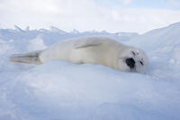 Harp Seal - baby (Phoca groenlandica). Magdalen Islands Quebec Canada. [TPG110085085]