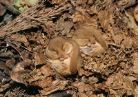 Common / Hazel DORMOUSE- X2 Hibernating (Muscardinus avellanarius) [TPG110085086]