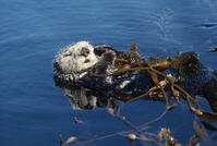 SEA OTTER - ASLEEP IN SEAWEED  (Lenhydra lutris) [TPG110085088]