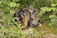 Roe Deer (Capreolus capreolus) fawn, a few days old, Allgaeu, Bavaria, Germany, Europe [TPG120056306]