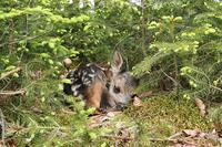 Roe Deer (Capreolus capreolus) fawn, a few days old, lying between young spruce, Allgaeu, Bavaria, Germany, Europe [TPG120056307]