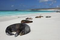Galapagos Sea Lions (Zalophus wollebaeki), soaking up the sun, Hood Island, Galapagos Islands, Ecuador, South America [TPG120056308]