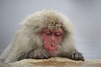 Sleeping Japanese macaque (Macaca fuscata) in the hot spring of Jigokudani Monkey Park, Nagano District, Honshu, Japan, Asia [TPG120056309]