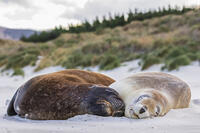 New Zealand, Dunedin, Two New?Zealand?sea lions?(Phocarctos?hookeri)?sleeping together on?Allans?Beach [TPG120056310]