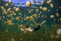 Snorkler in the Jellyfish Lake, Eil Malk island, Palau [TPG110085096]
