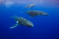 A family of humpback whales (Megaptera novaeangliae) [TPG110085100]