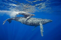 A mother and calf pair of humpback whales, (Megaptera novaeangliae) [TPG110085101]