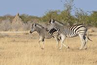 Burchell's zebras (Equus quagga burchellii) [TPG110085102]