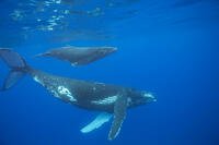 Mother and calf pair of Humpback whales (Megaptera novaeangliae) [TPG110085103]