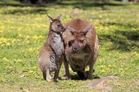 Kangaroo island grey kangaroo (Macropus fuliginosus fuliginosus) [TPG110085104]