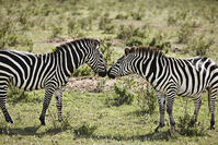 Two zebras face to face, Masai Mara [TPG120056311]