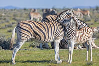 Africa, Namibia, Etosha National Park, burchell's zebras, Equus quagga burchelli, mother and young animal [TPG120056312]