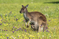 Kangaroo_Australia [TPG120056313]