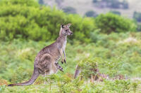 Eastern grey kangaroo (Macropus giganteus) standing with baby in pouch [TPG120056314]
