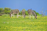 Burchells Zebras (Equus quagga burchellii) [TPG120056315]