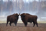  Bison (Bison bonasus) in Bialowieza National Park - Poland [TPG120056321]