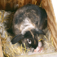 RABBIT - with young, 3 days old  [TPG110085132]