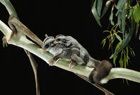 Sugar Glider - Female and young in tree (Petaurus breviceps). North-eastern coastal Australia. [TPG110085136]