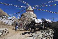 Sherpas and Yaks (Bos mutus) in front of a Buddhist stupa with prayer flags, Sagarmatha National Park, Mongla, Khulna, Bagerhat, Nepal, Asia [TPG110085164]