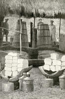 The island's main industry, draining off camphor oil, Formosa (now Taiwan), which was at this time a Japanese province. [TPG110085176]