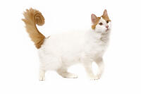 Cat - Turkish Van in studio  [TPG110085227]