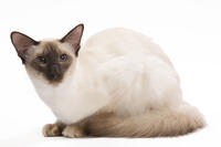 Cat - Balinese Chocolate point  [TPG110085228]