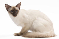 Cat - Balinese Chocolate point in studio  [TPG110085229]