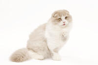 Cat - Highland Fold in studio  [TPG110085230]