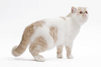 Cat - Exotic shorthair in studio  [TPG110085231]
