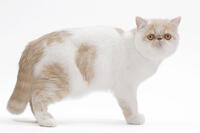 Cat - Exotic shorthair in studio  [TPG110085232]