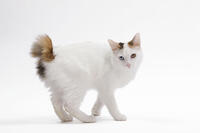 Cat - Japanese Bobtail in studio - different colour eyes  [TPG110085233]