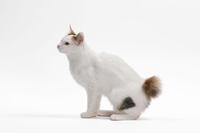 Cat - Japanese Bobtail in studio  [TPG110085234]