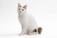 Cat - Japanese Bobtail in studio - different colour eyes  [TPG110085235]